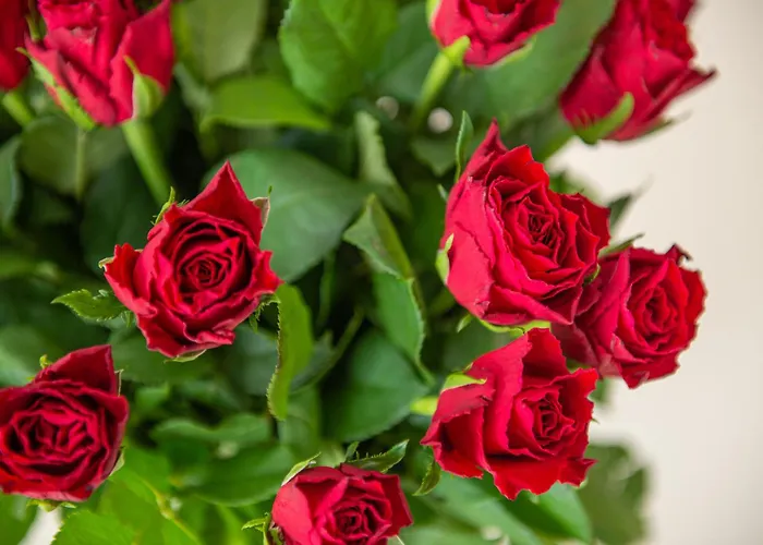 Casino & Admiral Skofije 4*